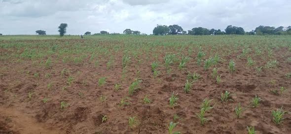 plots shamba