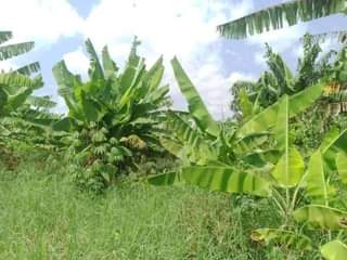 A picture of 3.5 FERTILE ACRES FOR SALE IN NAKASEKE KAPEEKA KAKINZI VILLAGE