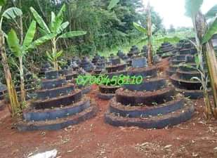 A picture of Multi storey gardens