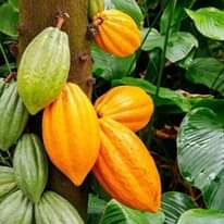 A picture of Clonal rubosta coffee cuttings