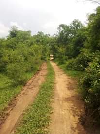 A picture of Shamba la eka 100 linauzwa mbwewe bagamoyo