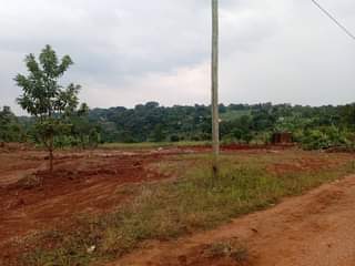 A picture of estate