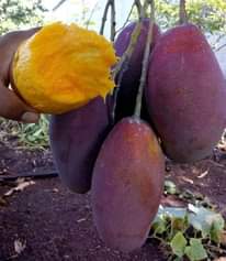 A picture of Miche ya matunda na viungo