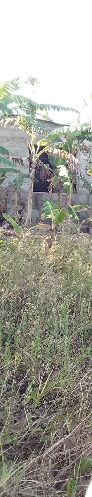 A picture of Eneo linauzwa
