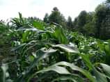 A picture of 73arces for sale in Luwero Bamugolodde 4m per acre