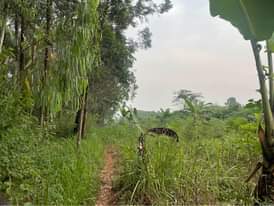 A picture of Titled acre at 15m zirobwe