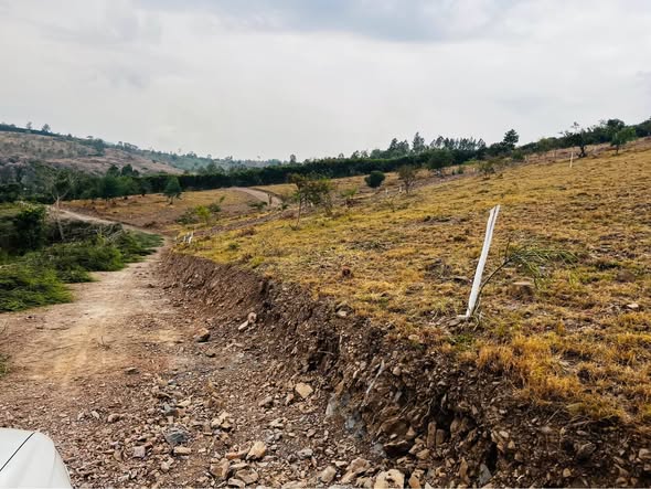 A picture of Isingiro estate