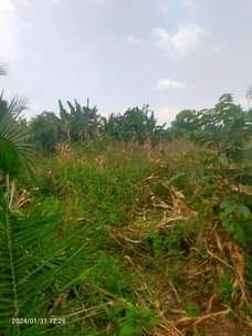 A picture of Land for farming 