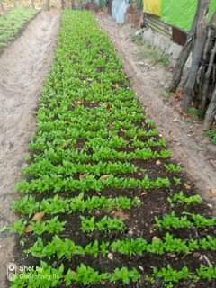 seedlings