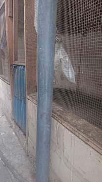 A picture of Mabanda ya kuku