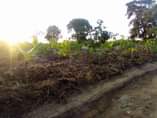 A picture of Matugga Gombe plots
