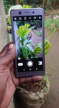 A picture of Sony Xperia ace 0687567155