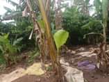 A picture of 2ACRES TITLED LAND KAYONZA PLUS A HOUSE 35M ALL