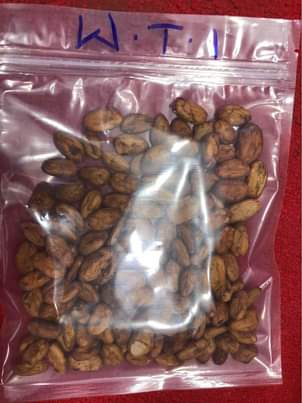 A picture of Cocoa bean