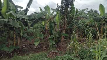 A picture of Plot for sale