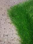 A picture of We deal in all types of carpets wall wall.center and