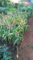 A picture of miche ya matunda ya mda mfupi miaka miwili hadi mitatu