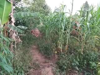 A picture of Farm land