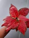 A picture of Flowers