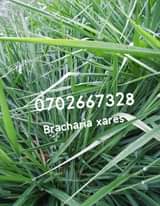 grass