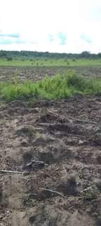 A picture of SHAMBA ZURI NA SAFII LIMESAFI HEKA NANE LINAUZWA LIPO MZENGA
