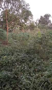 A picture of New site Plots kasanje Bukalaaza