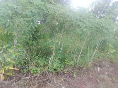 A picture of Plot 50 by 100 