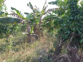 A picture of PLOT 100 100FT FOR SALE IN NAKASEKE KAPEEKA