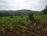 A picture of 100 Acres available for sale in Butambala gomba 8m per