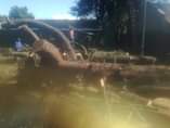A picture of Tree felling and garden service