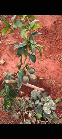 A picture of Seedlings fruit