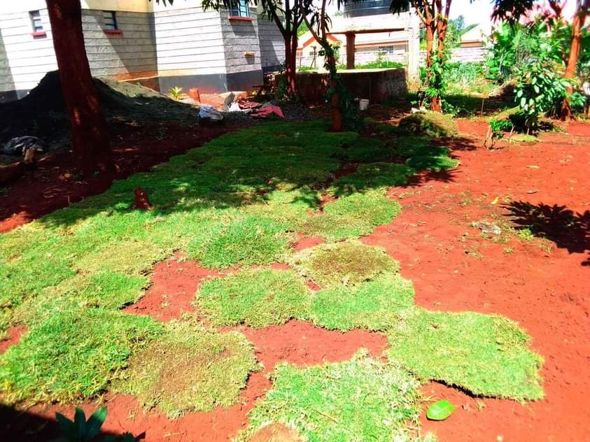 grass