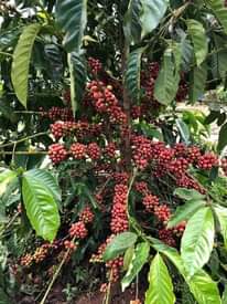A picture of your coffee