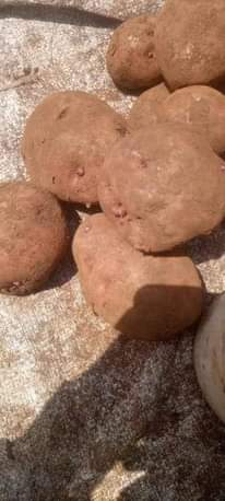 A picture of Irish potatoes
