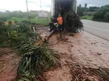 A picture of Coco s Palm trees triangle Palm trees and cycads tree