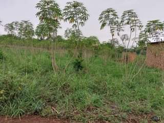 A picture of PLOT 50 100FT FOR SALE IN NAKASEKE KAPEEKA