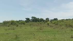 A picture of 15 acres of land for sale in katugo Nakasongola 5.5m