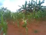 A picture of 10 acres of private mailo land on sale Location kabanyi