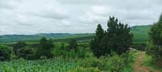 A picture of Land for sale 50x100 with a title