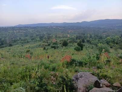 A picture of 40Acres on sale located at kiboga bugomolwa lc1 Selling from
