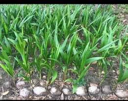 A picture of Miche ya matunda 0692656902