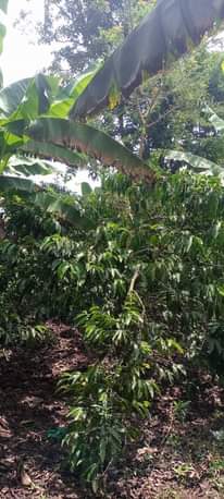 A picture of land for sell