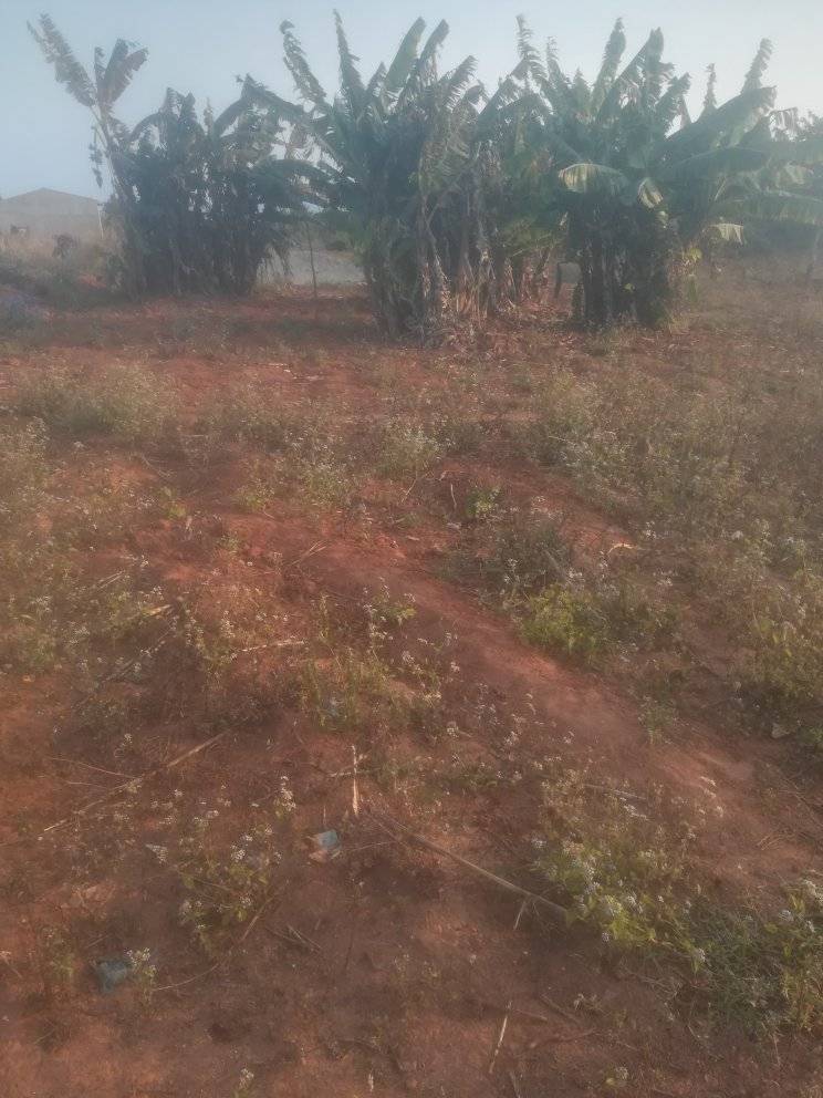land