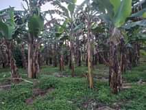 A picture of 14m READY TITLE PLOTS ON QUICK SALE 12m kisubuzi deal