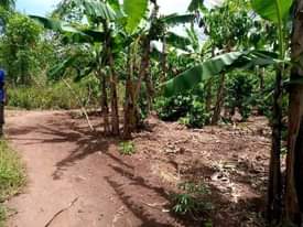 A picture of 100 70FT FOR SALE IN NAKASEKE KAPEEKA JUST 1KM FROM