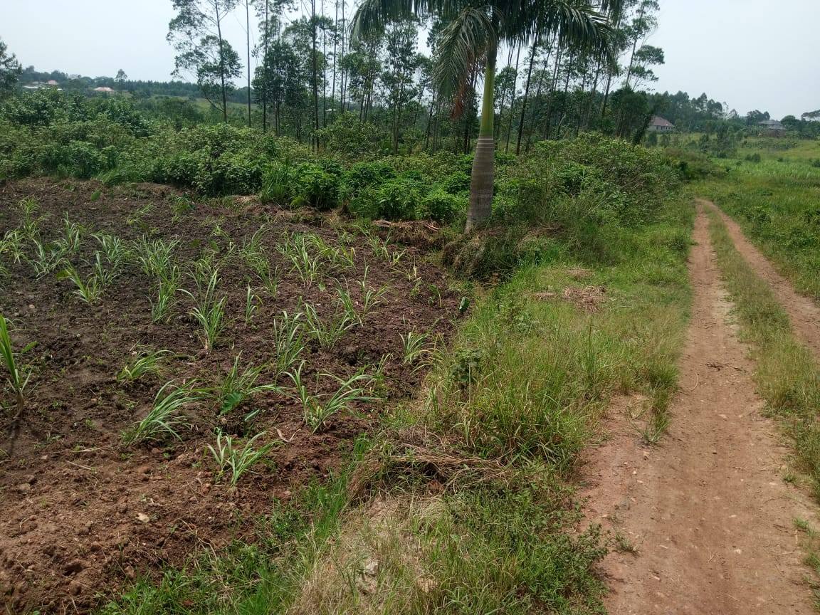 A picture of HOT DEAL ON QUICK SALE ugx6 8millions Plot size 50