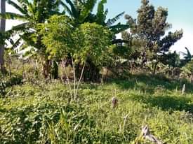 A picture of 2 FERTILE ACRES FOR SALE IN NAKASEKE KAPEEKA