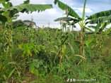 A picture of 5 acres of land private mail land ready title On