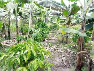 A picture of PLOT 30 400FT FOR SALE IN NAKASEKE KAPEEKA KAWOOMYA VILLAGE