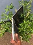 A picture of Toshiba